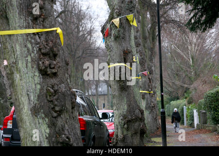 Demonstrant Sheffield Stadtratsbeschluss über 4000 Baum darin fiel ausgeschert sind Stadtgrenzen. Stockfoto