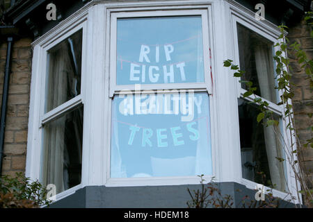 Demonstrant Sheffield Stadtratsbeschluss über 4000 Baum darin fiel ausgeschert sind Stadtgrenzen. Stockfoto