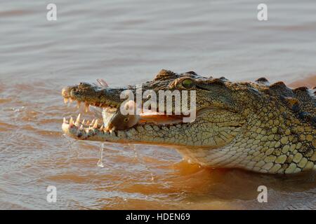 Nilkrokodil (Crocodylus niloticus), Krokodil mit noch lebenden Fischen im Maul, Sunset Dam, Kruger-Nationalpark, Südafrika, Afrika Stockfoto