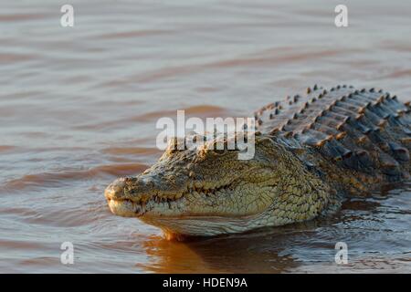 Nilkrokodil (Crocodylus niloticus), Krokodil kehrt ins Wasser zurück, gesättigt, Sunset Dam, Kruger-Nationalpark, Südafrika, Afrika Stockfoto