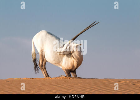 Arabische Oryx (Oryx Leucoryx) in der Wüste während der frühen Morgenstunden. Dubai, Vereinigte Arabische Emirate. Stockfoto