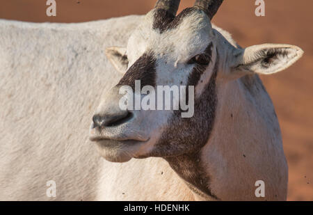 Arabische Oryx (Oryx Leucoryx) in der Wüste während der frühen Morgenstunden. Dubai, Vereinigte Arabische Emirate. Stockfoto