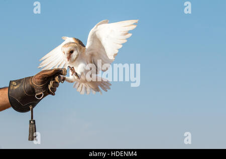 Weibliche Schleiereule (Tyto Alba) während einer Falknerei-Show. Dubai, Vereinigte Arabische Emirate. Stockfoto