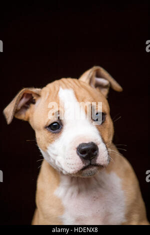 Entzückende American Pit Bull Terrier Welpen Stockfoto