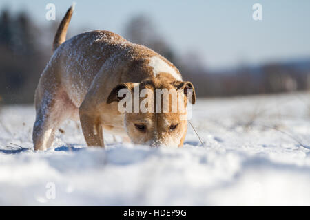 Leistungsstarke American Pit Bull Terrier, genießen Sie den Schnee an einem sonnigen Tag Stockfoto