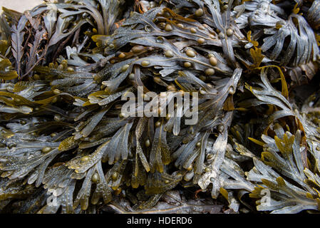 Fucus Vesiculosus, Blasentang, Blase fucus Stockfoto