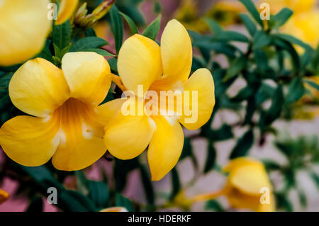 Allamanda cathartica linn Goldene Trompete tropische Blumen mit medizinischen Eigenschaften Stockfoto