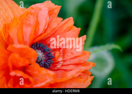 Roter Mohn schließen Makro Schuss Blüte Papaver rhoeas Stockfoto