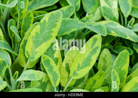 Goldene Blatt Salbei Kräuter Gewürz Tee Pflanze Icterina Officinalis Salvia Lamiaceae closeup Stockfoto