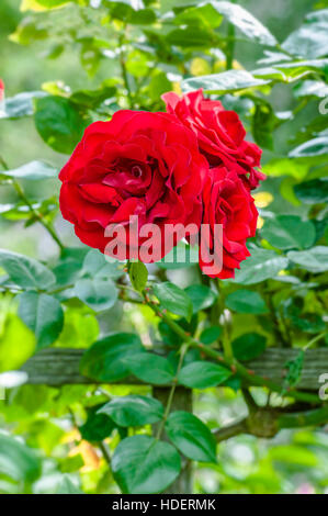 Blutrote Rosen in den Garten Pflanze Anbau Gartenbau Blumenstrauß Stockfoto