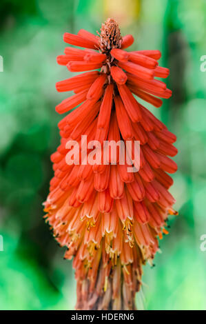 Kniphofia Northiae Octopus glühenden Poker Aloe Blume bunte dekorative Pflanze Nahaufnahme sieht aus wie ein Feuerwerk mit vollen leuchtenden Farben Stockfoto