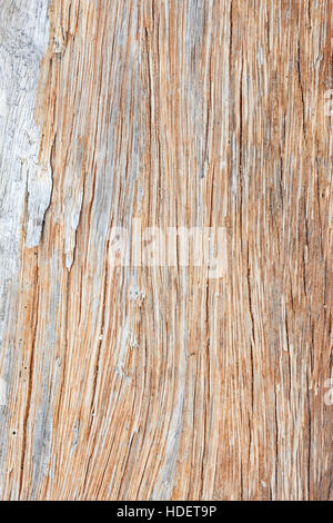 Graue Treibholz closeup Stockfoto