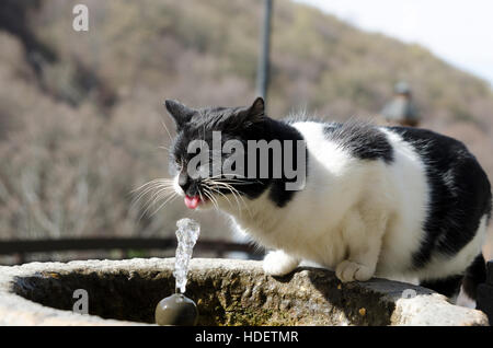 Durstige Katze Trinkwasser aus dem Brunnen Stockfoto