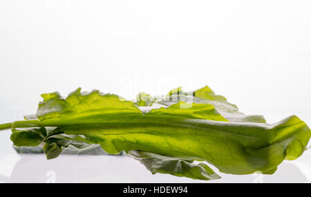 Ein großes Blatt sauer Sorrel liegt auf dem Tisch Stockfoto