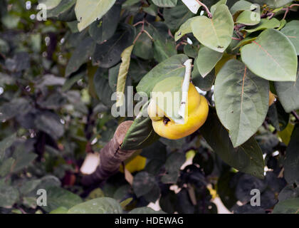 Große Reife Quitte Frucht hängt an einem Ast, dunkelgrüne Blätter Rahmen auf allen Seiten. Stockfoto