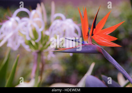 Diese Blume sieht aus wie ein Vogel in einem Park in Largo, Florida Stockfoto