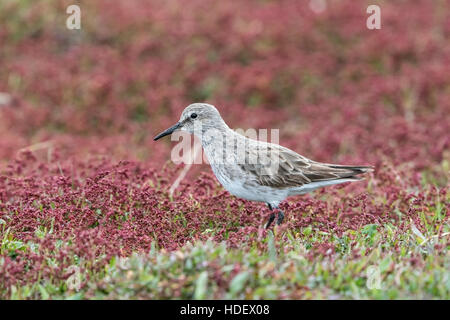 weißes-rumped Strandläufer (Calidris Fuscicollis) Erwachsene ernähren sich von kurzen Vegetation, Falkland-Inseln Stockfoto