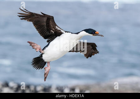 Imperial Shag (Phalacrocorax Atriceps) Erwachsenen Landung in Brutkolonie, Falkland-Inseln Stockfoto