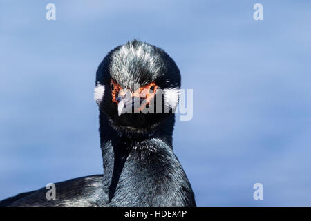 Rock Shag (Phalacrocorax Magellanicus) Nahaufnahme des Kopfes des Erwachsenen in der Zucht Gefieder, Falkland-Inseln Stockfoto