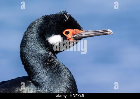 Rock Shag (Phalacrocorax Magellanicus) Nahaufnahme des Kopfes des Erwachsenen in der Zucht Gefieder, Falkland-Inseln Stockfoto