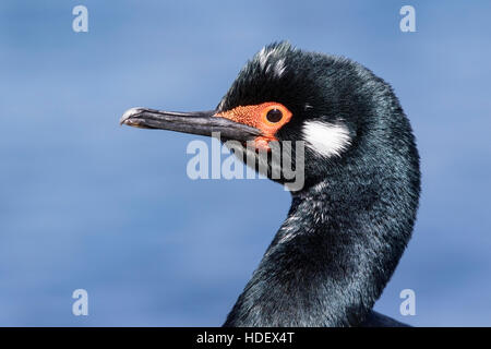 Rock Shag (Phalacrocorax Magellanicus) Nahaufnahme des Kopfes des Erwachsenen in der Zucht Gefieder, Falkland-Inseln Stockfoto