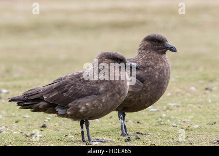 braune Skua oder Falklands Skua (Stercorarius Antarcticus) zwei Erwachsene stehen auf kurze Vegetation Falkland-Inseln Stockfoto