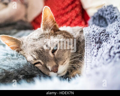 Katze im Halbschlaf auf Bett Stockfoto