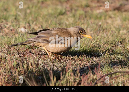 Falkland-Drossel (Turdus Falklandii Falklandii) Erwachsenen Fütterung auf kurzen Vegetation, Karkasse Insel, Falkland-Inseln Stockfoto