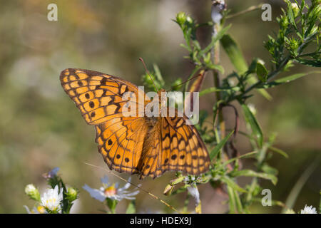 Eine bunte Fritillary Schmetterling (Euptoieta Claudia), Indiana, Vereinigte Staaten Stockfoto