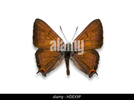 Eine fixierte und verbreitete Ausschnitt männlichen Tailed Kupfer Schmetterling (Lycaena Arota) auf weißem Hintergrund Stockfoto