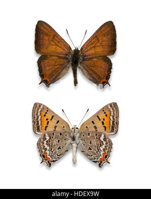 Ein paar merken und verbreiten Ausschnitt männlichen Tailed Kupfer Schmetterlinge (Lycaena Arota), dorsalen und ventralen Ansichten Stockfoto