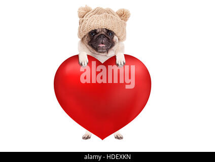 schöne süße Mops Welpen Hund großes Valentinstag Herz, isoliert auf weißem Hintergrund mit Pfoten hängen Stockfoto