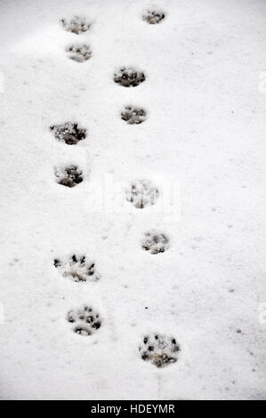 Pfotenabdrücke von einem Scottie Hund im Schnee. Stockfoto