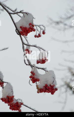 Mehrfache Klumpen von Schnee bedeckt Eberesche Beeren auf zwei Zweigen gegen einen grauen Himmel mit geringen Schärfentiefe. Stockfoto