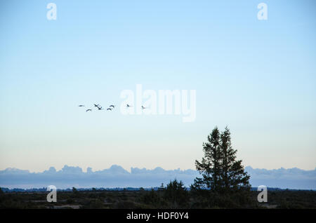 Herde von Zugvögeln Singschwänen in The Alvar Tiefebene, eine große Wiese Landschaft auf der schwedischen Insel Öland Stockfoto