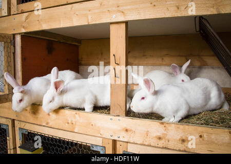 Neuseeland Weiß, albino Hauskaninchen, Stroh Einstreu im Stall Stockfoto