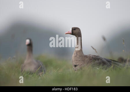 Größere weiße – Blässgänse Gänse (Anser Albifrons), arktische Wintergäste, hohen Gras einer Wiese ausruhen beobachten. Stockfoto