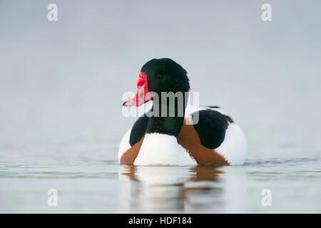 Brandgans / Brandgans (Tadorna Tadorna), männliche in bunten Zucht Kleid, schwimmt in der Nähe, frontalen niedrigen Sicht, Tier-und Pflanzenwelt. Stockfoto