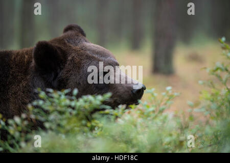 Europäischer Braunbär / Braunbaer (Ursus Arctos), junge Erwachsene, Kopfschuss, close-up, in einem Wald, hinter Büschen versteckt. Stockfoto