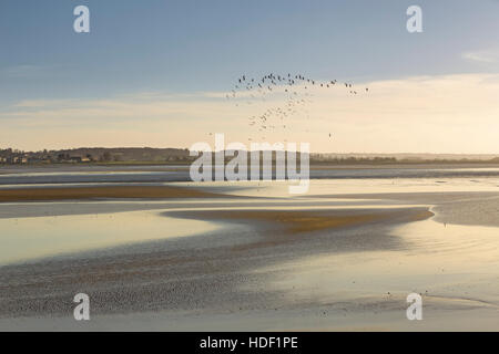 Vögel fliegen bei Ebbe an der Mündung. Stockfoto