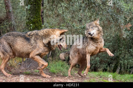 Paar iberische Wölfe flirten Stockfoto