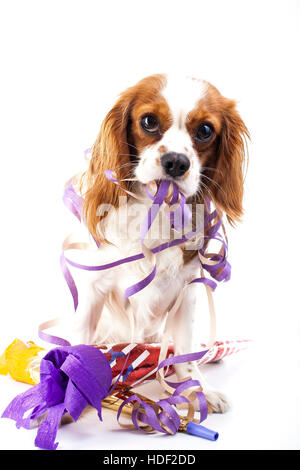 Frohes neues Jahr! Zeigen Sie Ihre Arbeit mit King Charles Spaniel Neujahr Illustration.  Hund feiern Sie Silvester mit Sylvester Trompete. Stockfoto