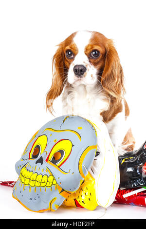 Frohes neues Jahr! Zeigen Sie Ihre Arbeit mit King Charles Spaniel Neujahr Illustration.  Hund feiern Sie Silvester mit Sylvester Trompete. Stockfoto