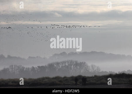 Dunkel-bellied Brent Goose (Branta Bernicla Bernicla) Stockfoto