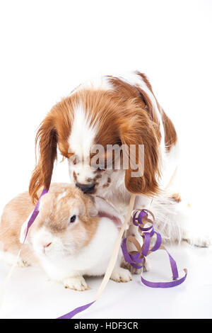 Frohes neues Jahr! Zeigen Sie Ihre Arbeit mit King Charles Spaniel Neujahr Hund Illustration. Hund feiern Sie Silvester mit Sylvester Trompete. Stockfoto