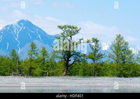 Baikal-Landschaft mit grünen Frühlingswald und blauen verschneiten Bergen Stockfoto