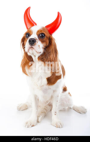 Teufel Hund Illustration. King Charles Spaniel mit Teufel Hut. Böser Hund. Böse Karnevalskostüm. Silvester. Teufel-Schild-symbol Stockfoto