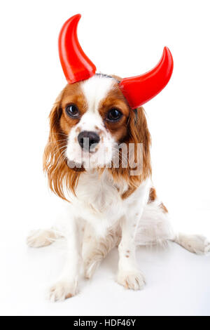 Teufel Hund Illustration. King Charles Spaniel mit Teufel Hut. Böser Hund. Böse Karnevalskostüm. Silvester. Teufel-Schild-symbol Stockfoto