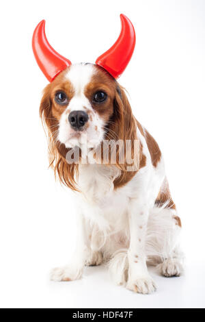 Teufel Hund Illustration. King Charles Spaniel mit Teufel Hut. Böser Hund. Böse Karnevalskostüm. Silvester. Teufel-Schild-symbol Stockfoto