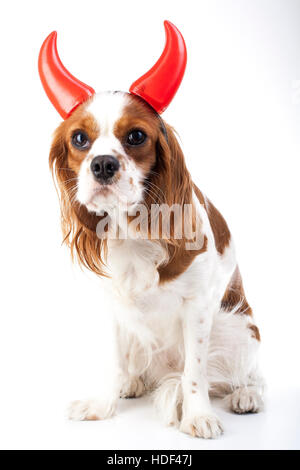 Devil Dog Abbildung. King Charles Spaniel mit Teufel hat. Böse böse Hund. Karneval Kostüm. Silvester. Teufel das Symbol Stockfoto